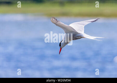 Common tern hunting over the water at Our Lady's Island, County Wexford, Ireland Stock Photo