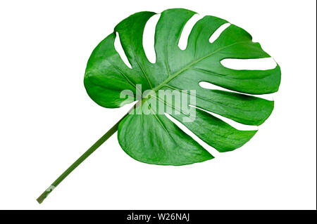 Monstera leaves leaves with Isolate on white background Leaves on white Stock Photo