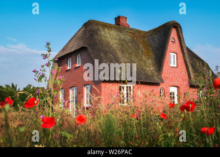 Frisian specific homes with red bricks walls and thatched roof surrounded by red poppies and blue sky, on Sylt island, on a sunny day, in Germany. Stock Photo