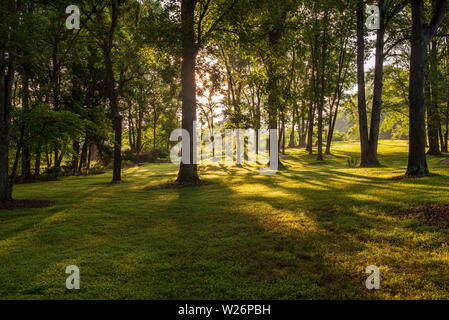 An early morning photo of sunlight streaming through the trees at Meadowlark Botanical Garden. Stock Photo