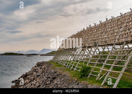 Racks of drying cod can be seen throughout the Lofoten Islands through late spring.  Also known as stockfish, it is the main ingredient in bacalao. Stock Photo