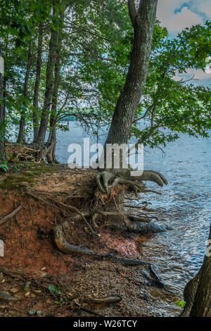 Along the shoreline is erosion with tree roots exposed and ready to fall into the lake Stock Photo