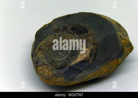 ammonite fossil in rock close up Stock Photo