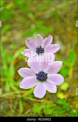 Anemone coronaria macro flower in blossom background and wallpapers in top high quality prints Stock Photo