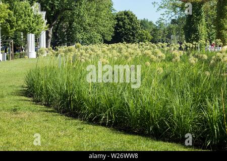 Green decorative onions on a large flowerbed in Gorky Park Stock Photo