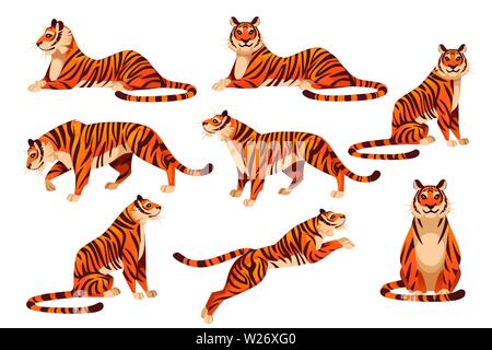 Set of adult big red tiger wildlife and fauna theme cartoon animal design flat vector illustration isolated on white background. Stock Vector