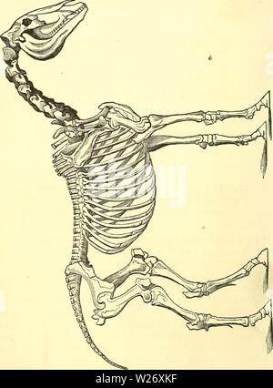 Archive image from page 25 of Dadd's theory and practice of. Dadd's theory and practice of veterinary medicine and surgery  daddstheorypract00dadd Year: 1867  SKELETON OF THE HORSE    FROM A CELEBRATED ANATOMICAL MODEL. (Engraved expressly for this work.) Stock Photo