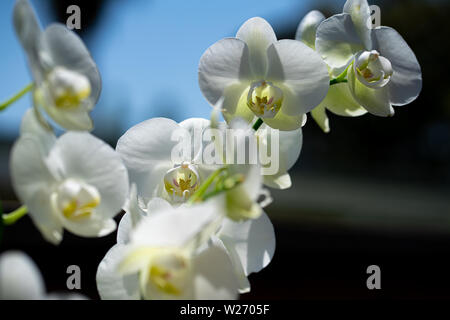 Orchid in the morning light Stock Photo