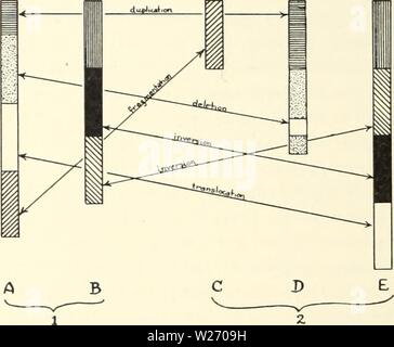 Archive image from page 29 of Cytological studies of five interspecific. Cytological studies of five interspecific hybrids of Crepis leontodontoides  cytologicalstudi65aver Year: 1930  162 University of California Publications in Agricultural Sciences [Vol. 6 location, deletion, duplication, union, and fragmentation, which have been observed to occur both under natural conditions and after sub- jection to high frequency radiations in Drosophila and Datura. An illustration of the extent of the change in a chromosome com- plement which these processes might produce if operating over long periods Stock Photo