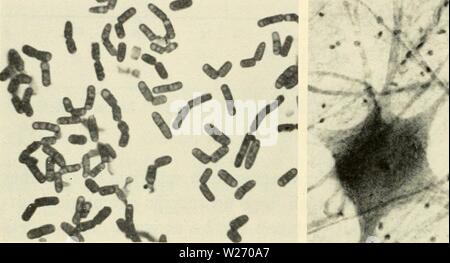 Archive image from page 29 of Cytology (1961) Stock Photo