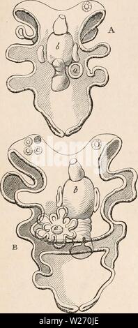 Archive image from page 29 of The cyclopædia of anatomy and Stock Photo