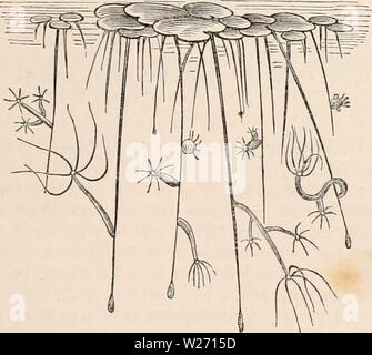 Archive image from page 30 of The cyclopædia of anatomy and