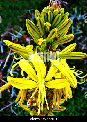 Ashpodelus lutea beautiful wild flowers background and wallpaper high quality Stock Photo