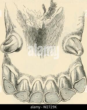 Archive image from page 33 of Dentition as indicative of the