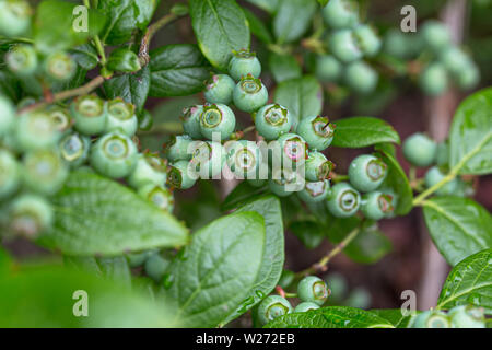 Close up of blueberries ripening on plant