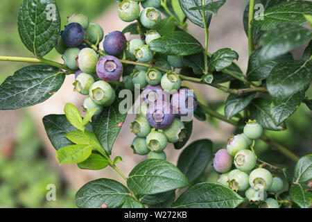 Close up of blueberries ripening on plant