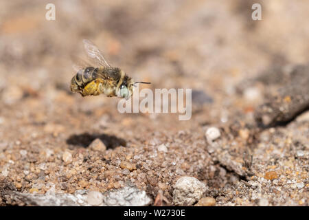 Little flower bee (green eyed flower bee, Anthophora bimaculata) flying towards its burrow in the sand with a load of pollen, Hankley Common Surrey UK Stock Photo