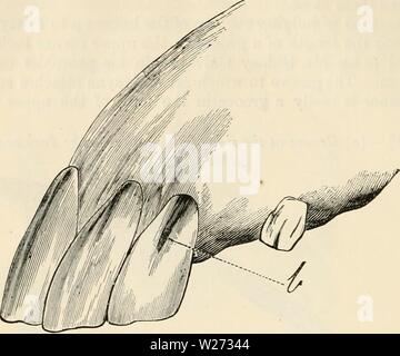 Archive image from page 35 of Dentition as indicative of the
