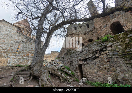 Old Tree with Distinct Roots in the Ananuri Fortress Complex, taken in April 2019rn' taken in hdr Stock Photo