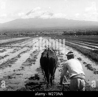[ 1900s Japan - Japanese Farmer Plowing a Rice Field ] — Rice ...