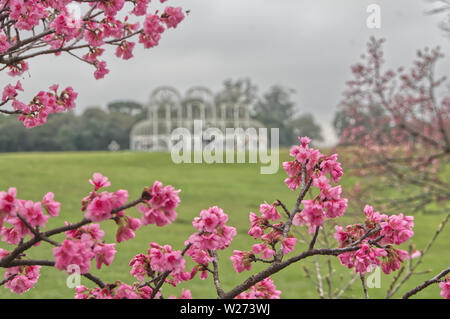 pink-cherry-blossoms-blooming-