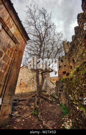 Old Tree with Distinct Roots in the Ananuri Fortress Complex, taken in April 2019rn' taken in hdr Stock Photo