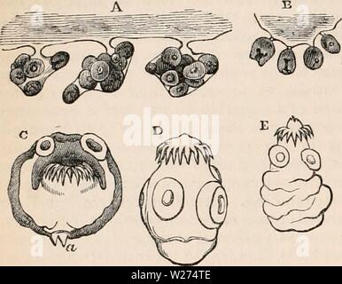 Archive image from page 39 of The cyclopædia of anatomy and