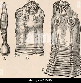 Archive image from page 40 of The cyclopædia of anatomy and