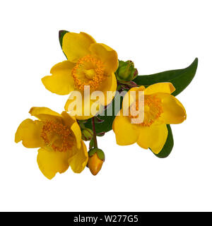 Three yellow Hypericum Hidcote flowers and bud with leafs. isolated on white background. Stock Photo