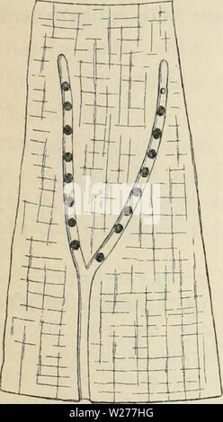 Archive image from page 248 of Dansk forstzoologi (1896)