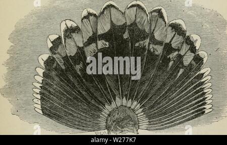 Archive image from page 248 of Darwinism  an exposition of