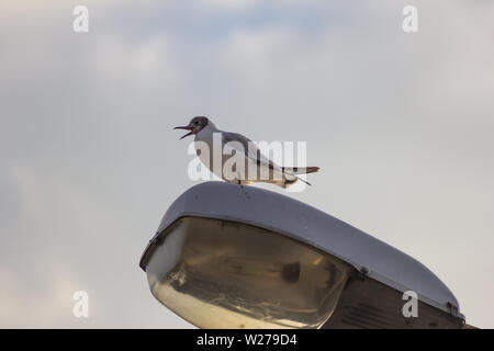 seagull with open mouth  funny loud Stock Photo