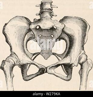 Archive image from page 255 of The cyclopædia of anatomy and Stock Photo