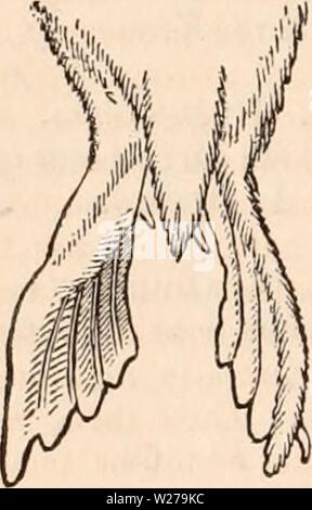 Archive image from page 255 of The cyclopædia of anatomy and Stock Photo