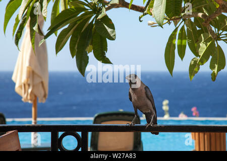 A black raven sits on a fence in a summer restaurant by the sea. Close-up Stock Photo