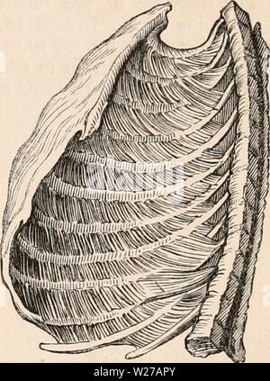 Archive image from page 258 of The cyclopædia of anatomy and. The cyclopædia of anatomy and physiology  cyclopdiaofana0402todd Year: 1849  External intercostals. — Posterior view. in their degree of obliquity relatively to those of other intercostal spaces Thus, broadly, it may is. 673.    Internal intercostals. — Posterior view.' be stated that the external intercostal fibres in- crease in the degree of their obliquity as they Fig. 674. Stock Photo