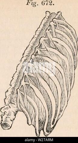 Archive image from page 258 of The cyclopædia of anatomy and. The cyclopædia of anatomy and physiology  cyclopdiaofana0402todd Year: 1849  External intercostals. — Anterior view. layer, where it terminates with the osseous part of the rib, andzg. 672. the posterior view, commencing at the vertebrae. (b) Intercostales interni.— These, as their name implies, are internal to the above layer. Their fibres are likewise oblique, and have a contrary direction, downwards and backwards crossing the former layer. They commence at the sternum, fill up the intercartilaginous spaces, and part of the intero Stock Photo