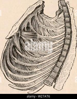 Archive image from page 258 of The cyclopædia of anatomy and. The cyclopædia of anatomy and physiology  cyclopdiaofana0402todd Year: 1849  Internal intercostals. — Posterior view.' be stated that the external intercostal fibres in- crease in the degree of their obliquity as they Fig. 674.    Internal intercostals. — Anterior view. proceed from the first to the last intercostal bpace i and that the internal intercostal fibres, 3x2 Stock Photo