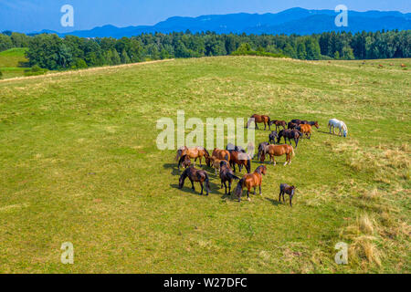 Aerial view of a herd of brown and white cows grazing in a lush green ...