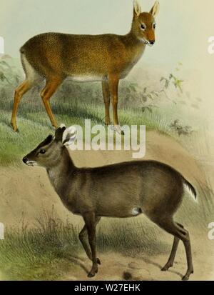 Archive image from page 270 of The deer of all lands; Stock Photo
