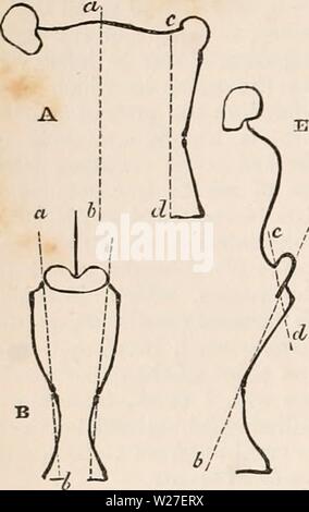 Archive image from page 271 of The cyclopædia of anatomy and Stock Photo