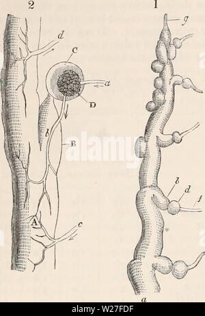 Archive image from page 273 of The cyclopædia of anatomy and Stock Photo