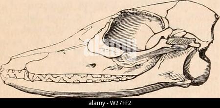 Archive image from page 273 of The cyclopædia of anatomy and Stock Photo