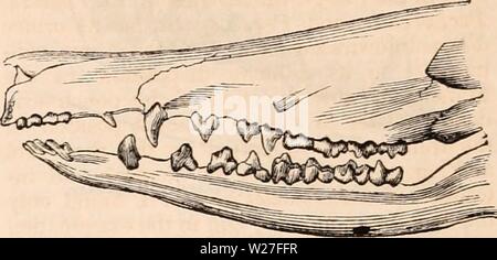 Archive image from page 273 of The cyclopædia of anatomy and Stock Photo