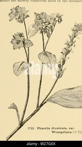 Archive image from page 276 of Cyclopedia of American horticulture Stock Photo