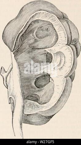 Archive image from page 277 of The cyclopædia of anatomy and