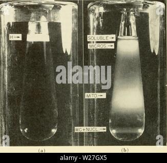 Archive image from page 279 of Cytology (1961) Stock Photo