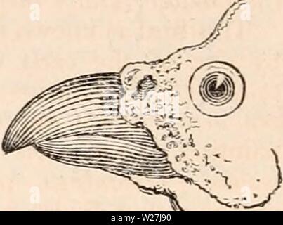 Archive image from page 283 of The cyclopædia of anatomy and Stock Photo