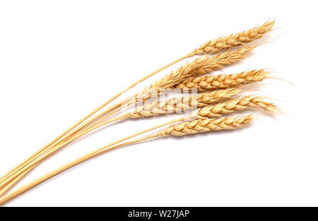 Dry Wheat ears isolated on white Background Stock Photo