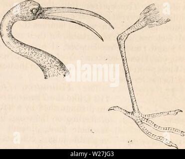Archive image from page 284 of The cyclopædia of anatomy and Stock Photo